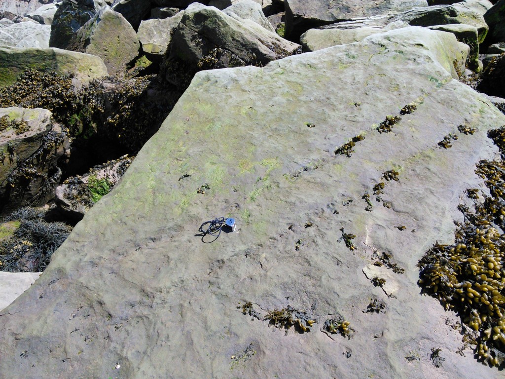 Arthropleura tracks, Joggins Fossil Cliff, NS
