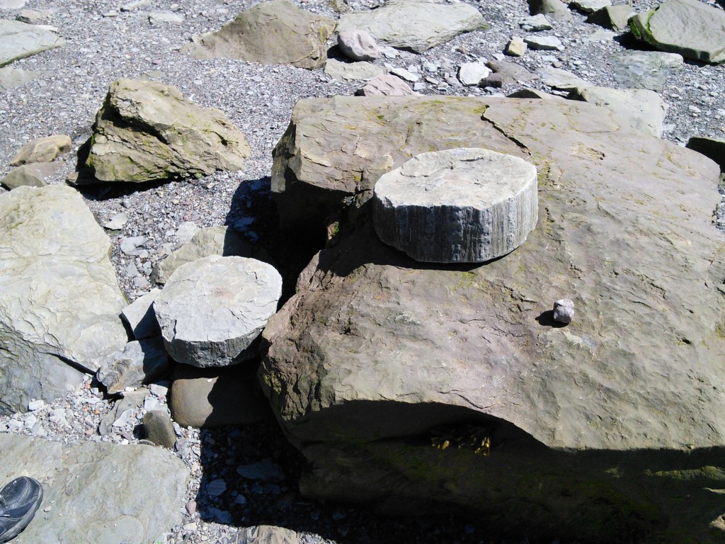 Sections of fossil tree trunk, Joggins Fossil Cliff, NS