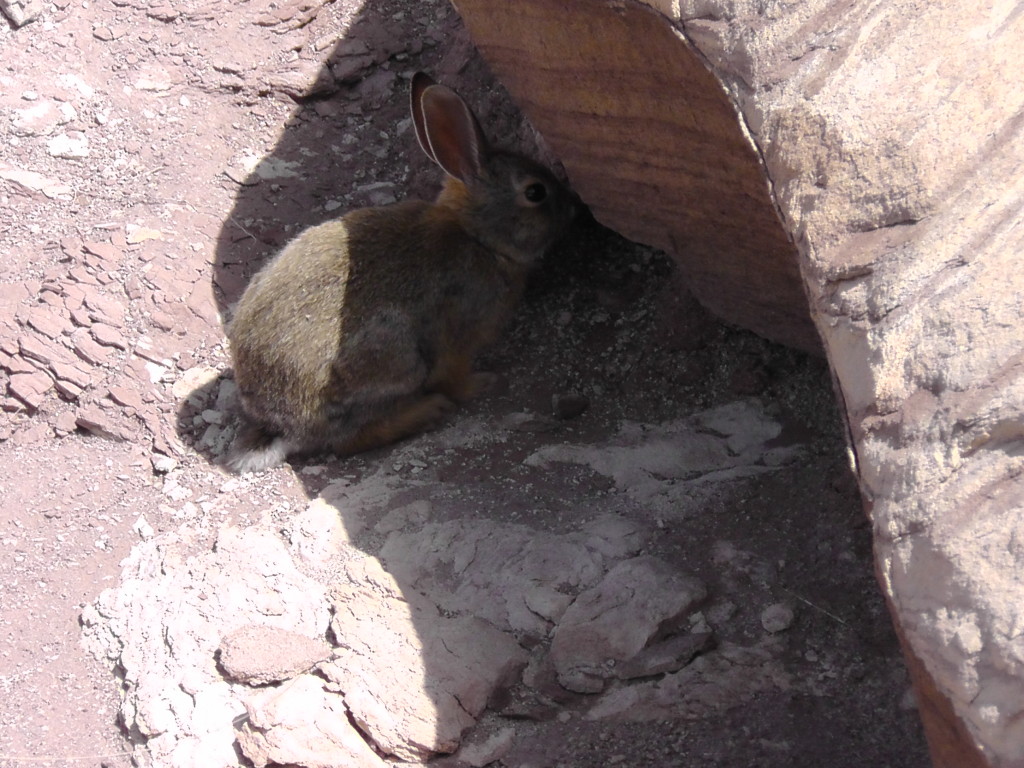 Rabbit - Petrified Forest National Park, AZ