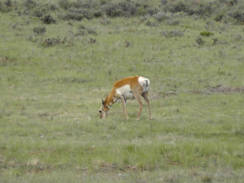 Pronghorn antelope in Bryce Canyon National Park, UT