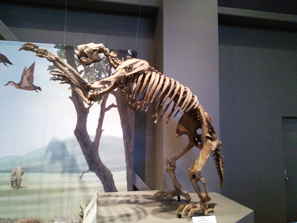 Megalonyx (Pleistocene ground sloth)