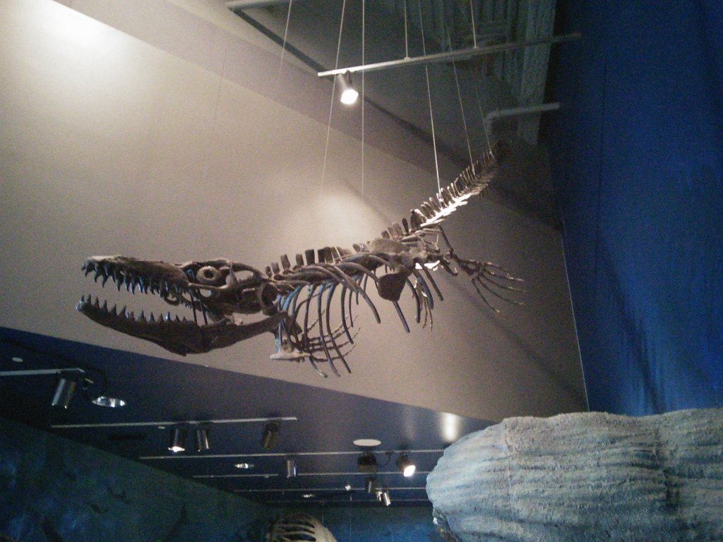 Plioplatecarpus (Cretaceous mosasaur)