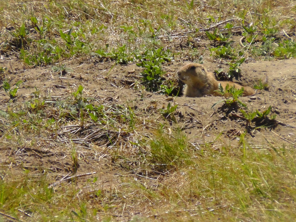 Prairie Dog, Theodore Roosevelt National Park, Medora, North Dakota