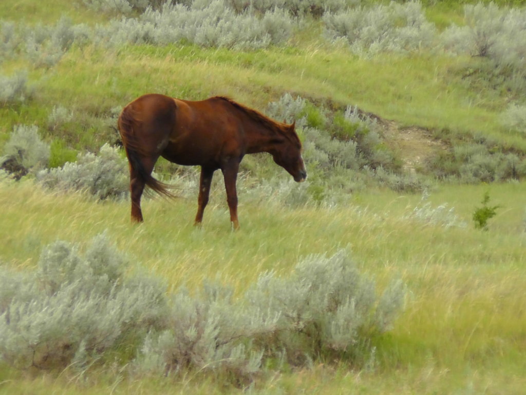 Wild Horse, Theodore Roosevelt National Park, Medora, North Dakota