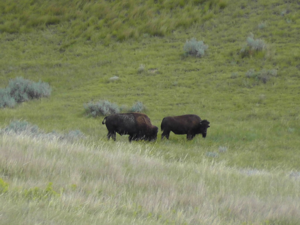 Bison, Theodore Roosevelt National Park, Medora, North Dakota