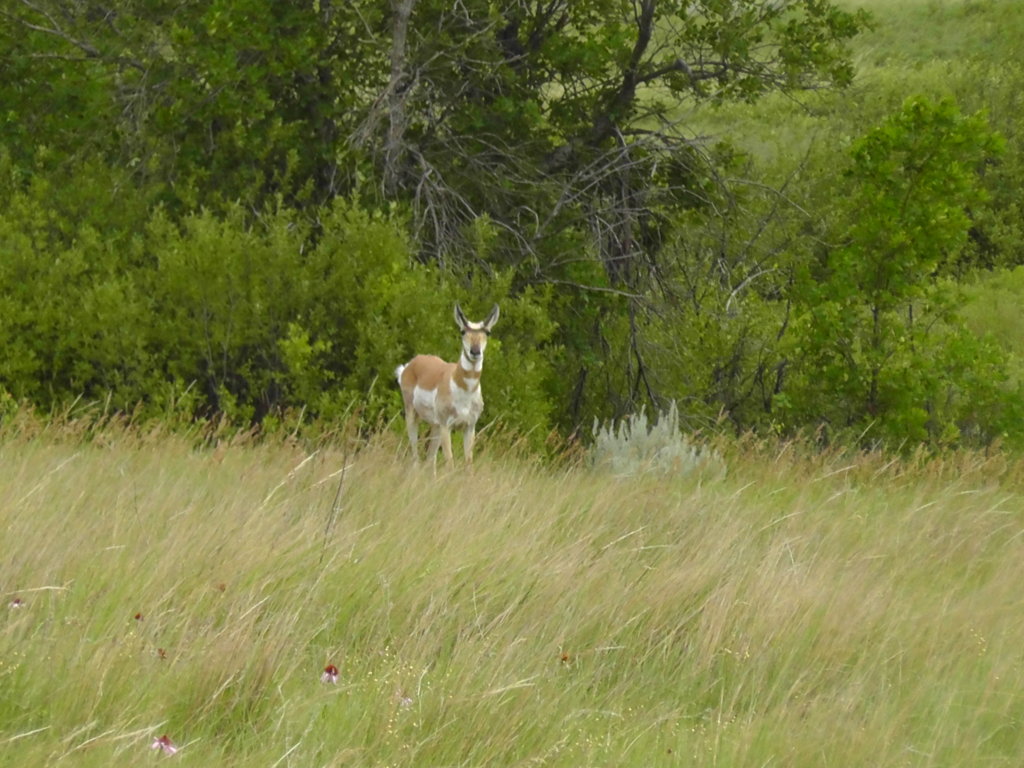Pronghorn Antelope, Theodore Roosevelt National Park, Medora, North Dakota