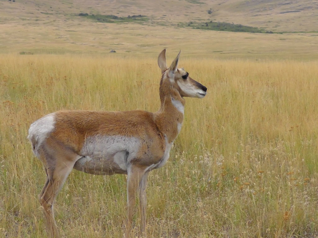 Pronghorn Antelope, Bison National Range