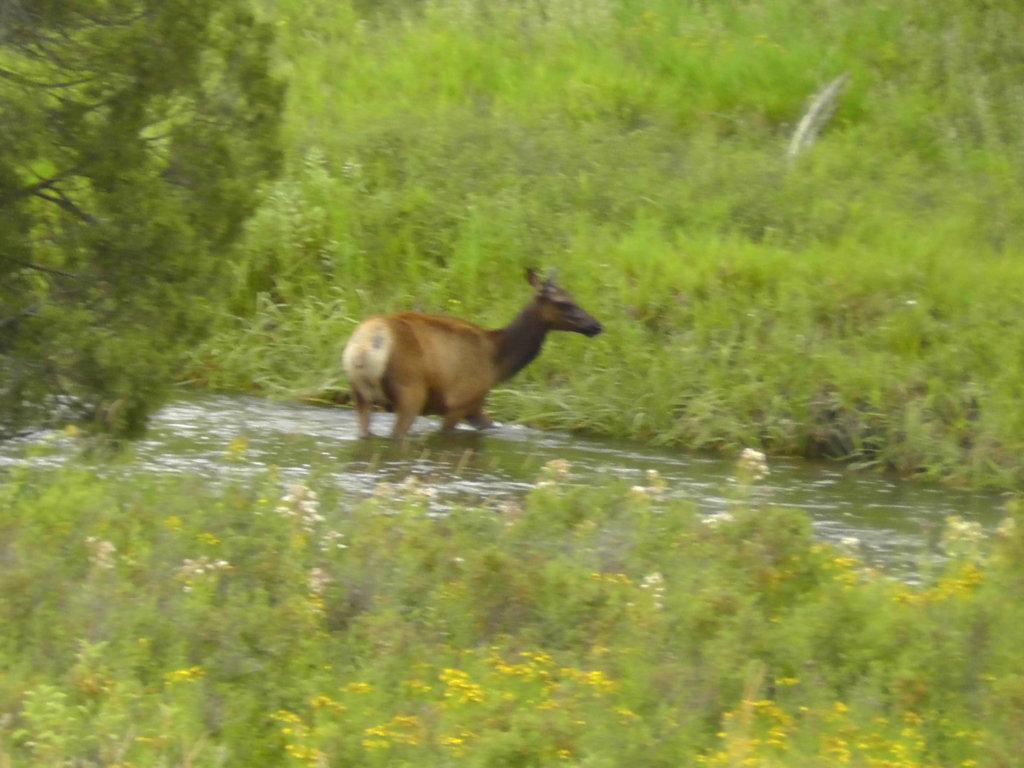 Elk, Bison National Range