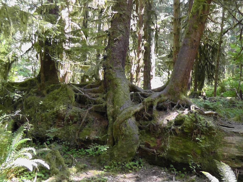 Collonade Trees, Hoh Rain Forest, Olympic National Park