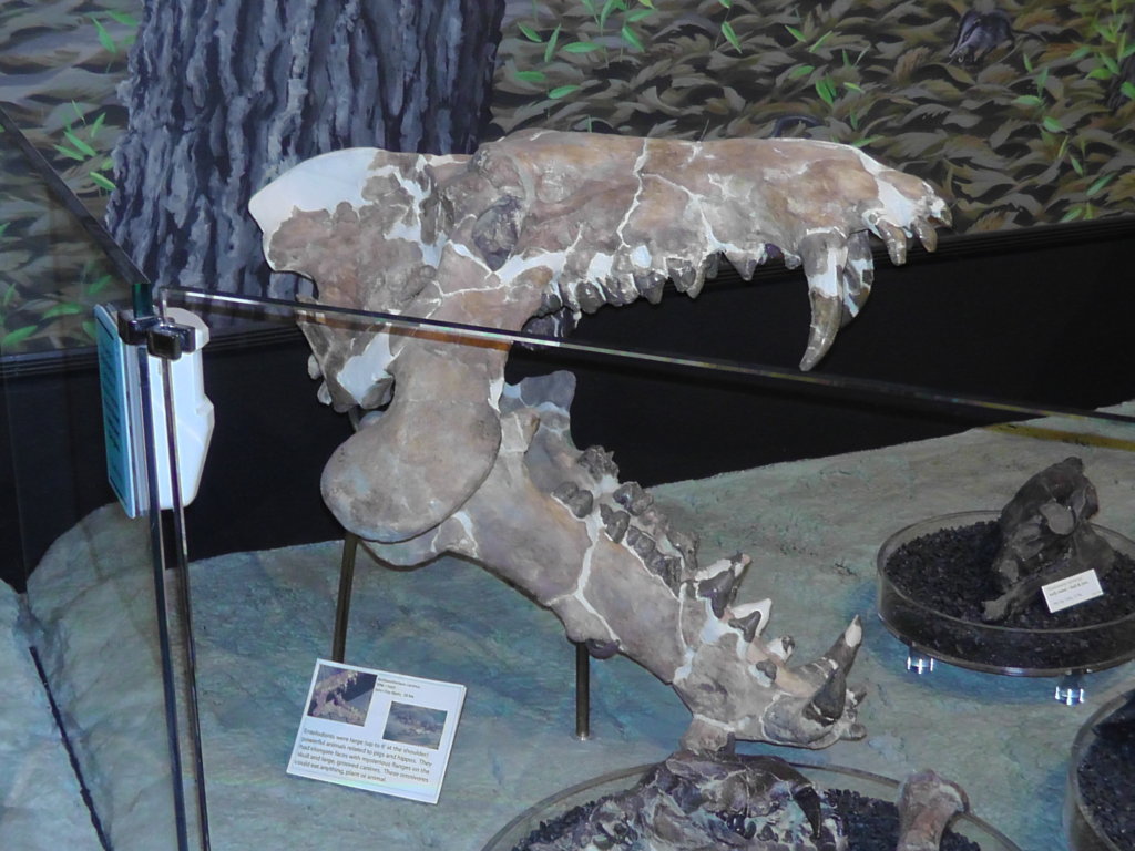Entelodont, John Day Fossil Beds National Monument, Oregon