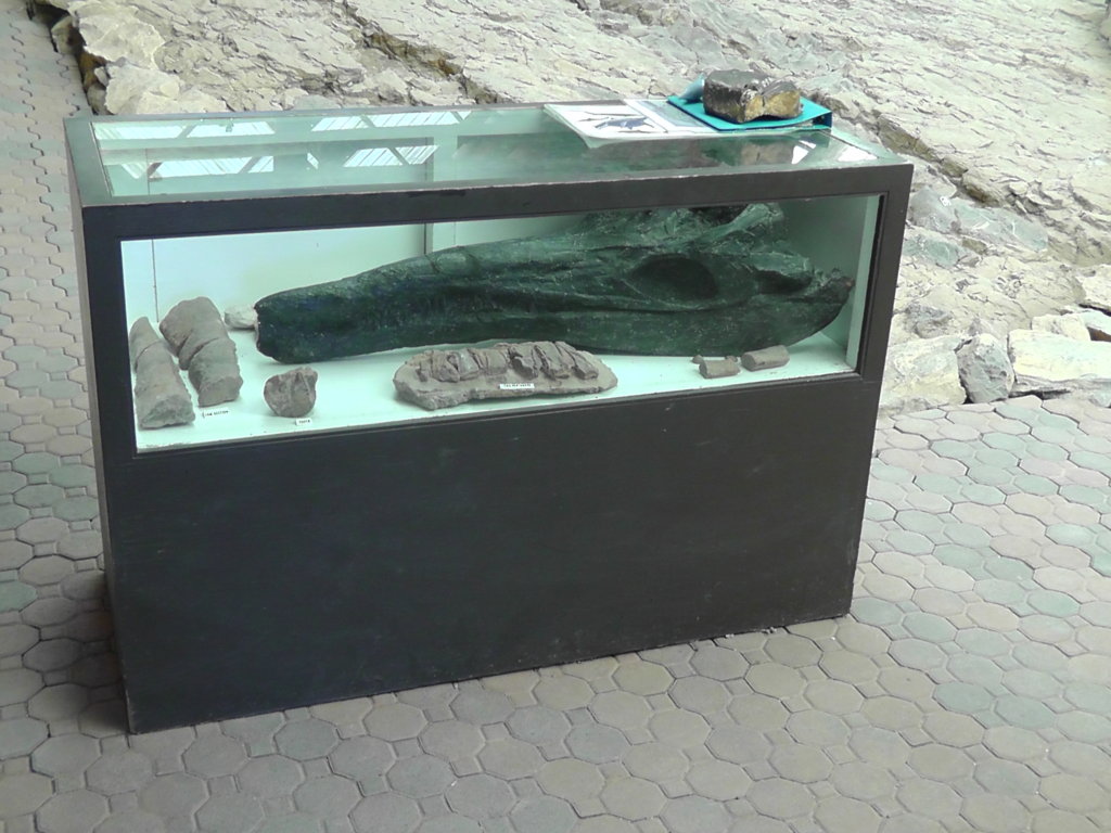 Ichthyosaur skull, Berlin/Ichthyosaur State Park, Nevada