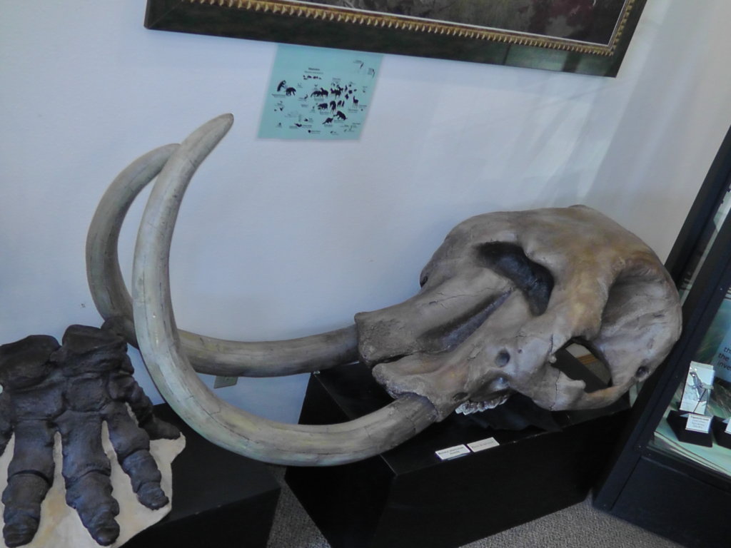 Mastodon Skull, Hagerman Fossil Beds National Monument