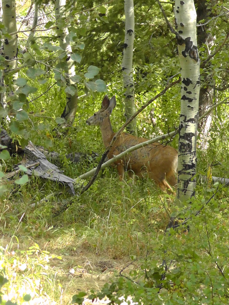 Mule Deer (doe), Grand Teton National Park