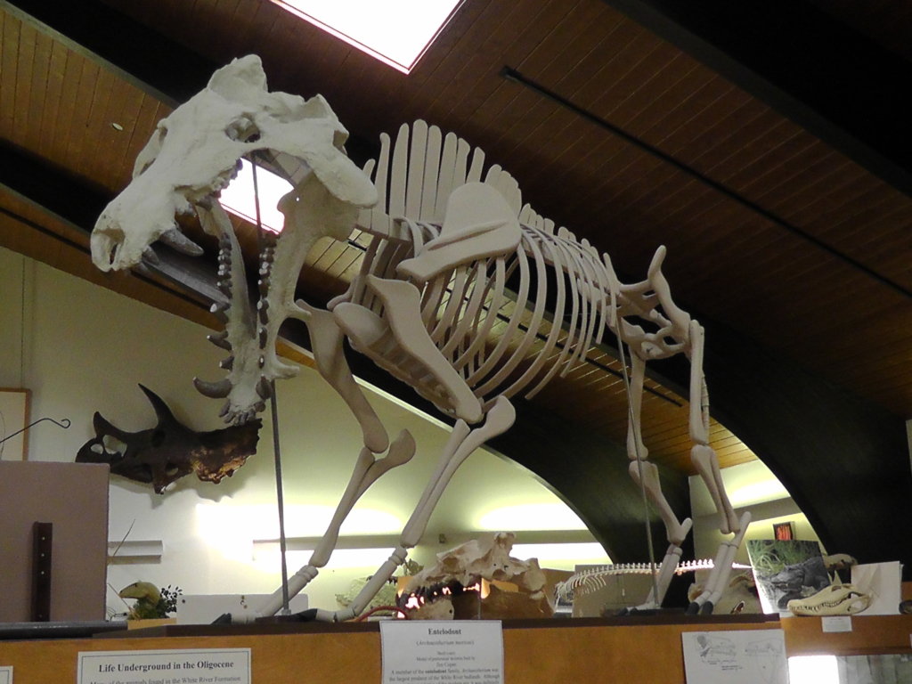 Entelodont (Hell Pig), Tate Geological Museum, Casper, Wyoming