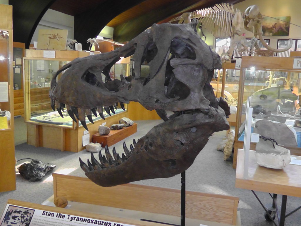 Tyrannosaurus rex skull, Tate Geological Museum, Casper, Wyoming