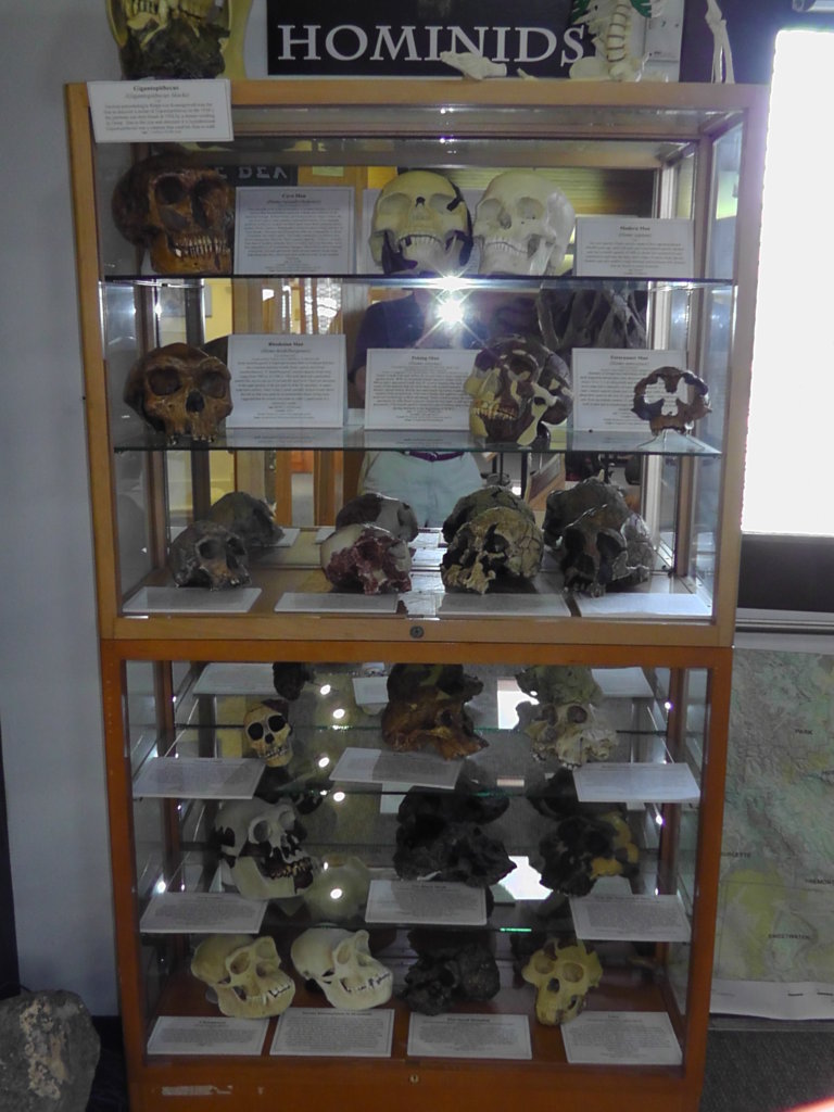 Hominid skulls, Tate Geological Museum, Casper, Wyoming