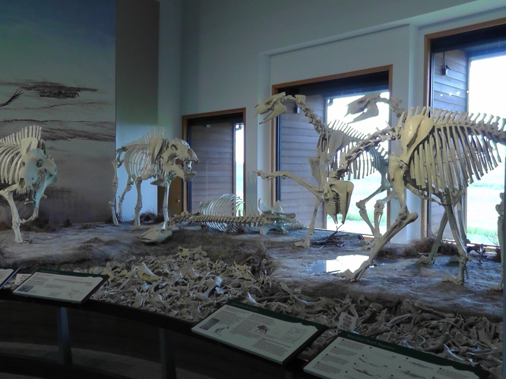 Entelodont and Moropus, Agate Fossil Beds National Monument, Nebraska