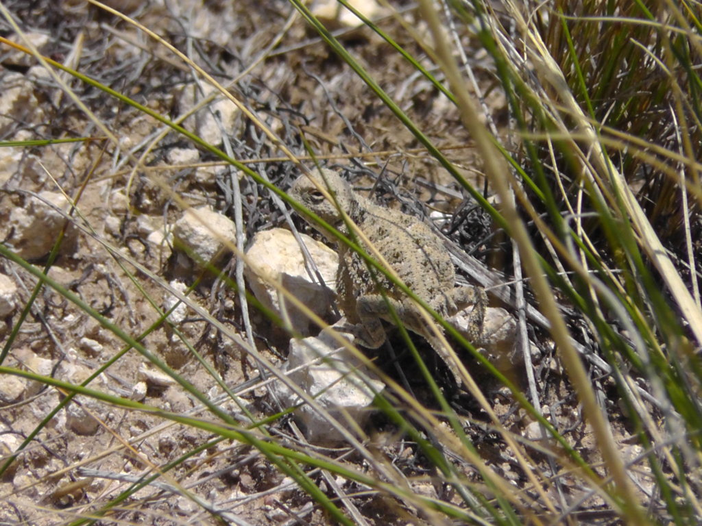 Horned lizard, Agate Fossil Beds National Monument, Nebraska