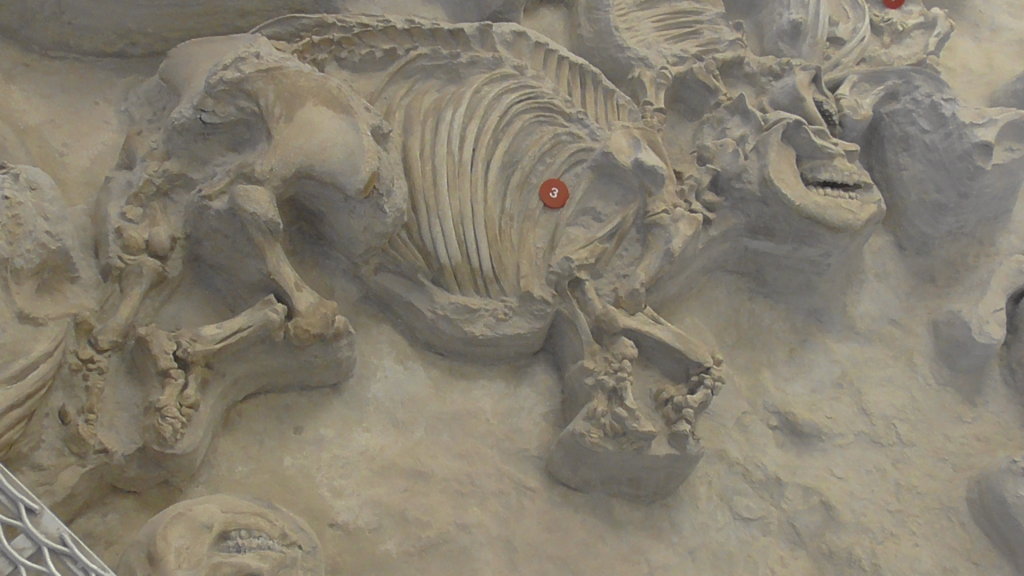 Barrel bodied Rhino skeleton