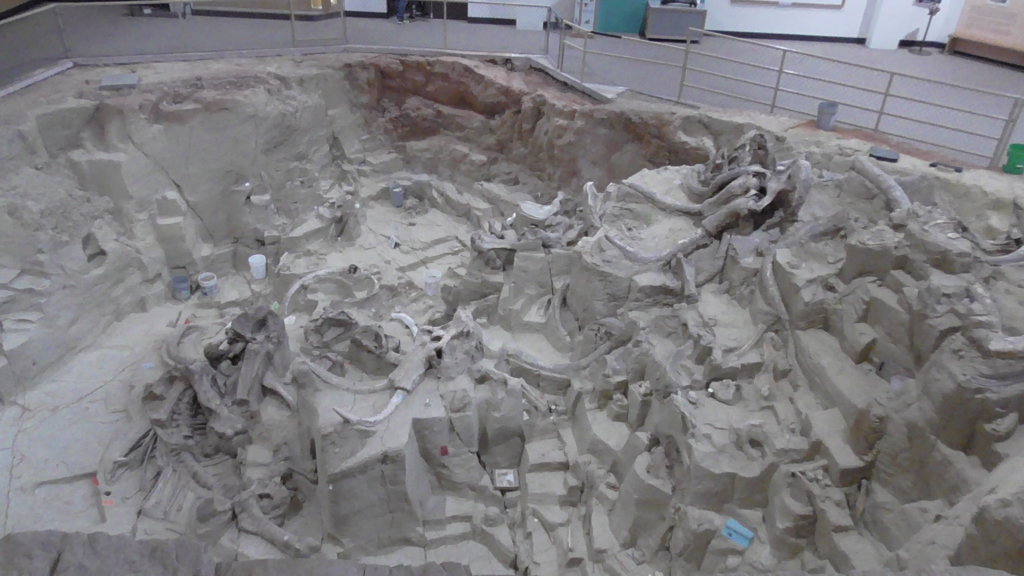 Mammoth Remains