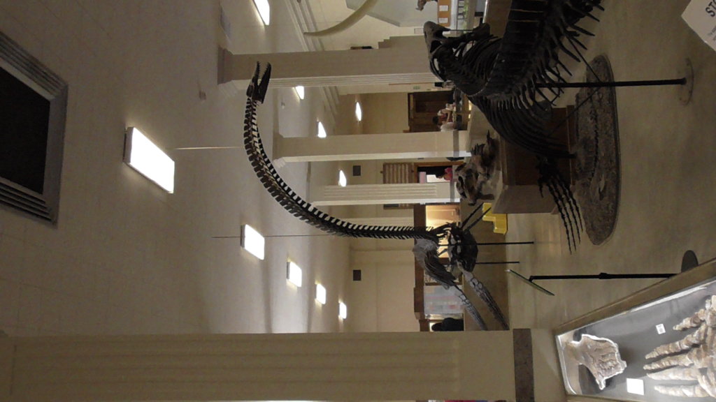 Pleiosaurus