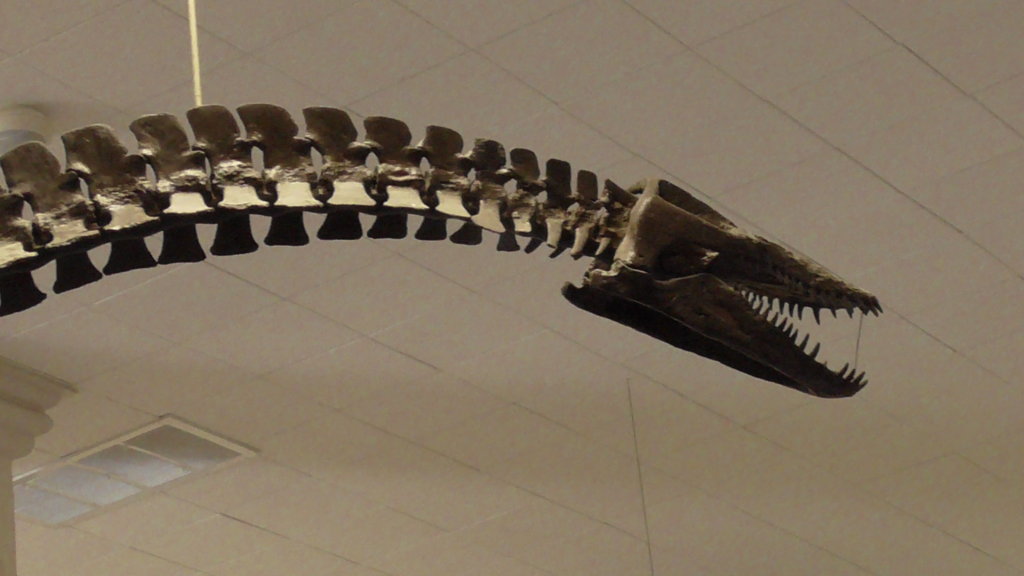Pleiosaurus head