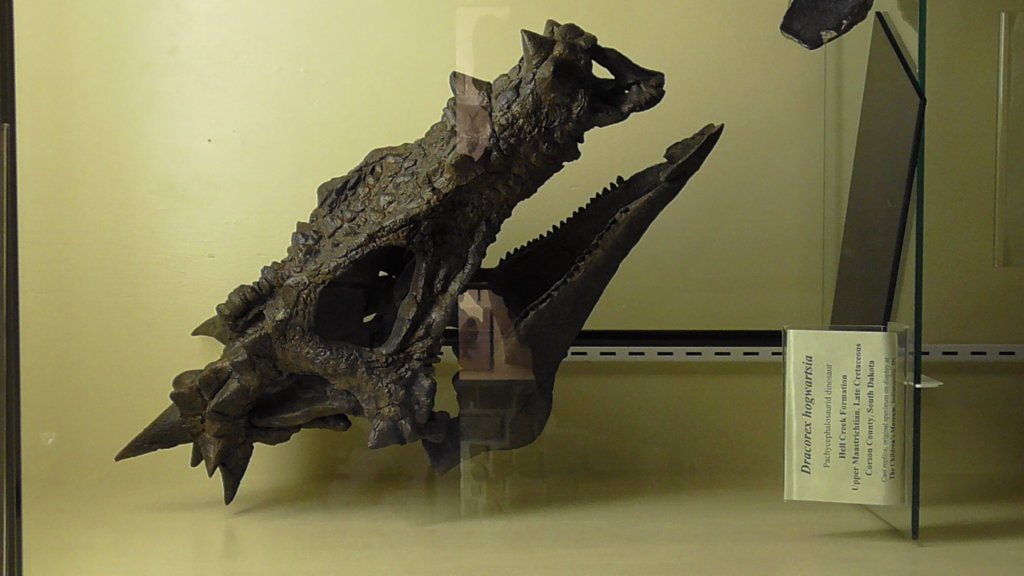 Dracorex hogwartsi