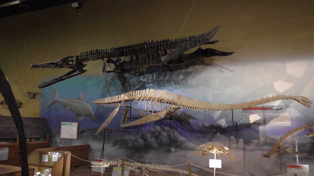 Mosasaur and elasmosaur