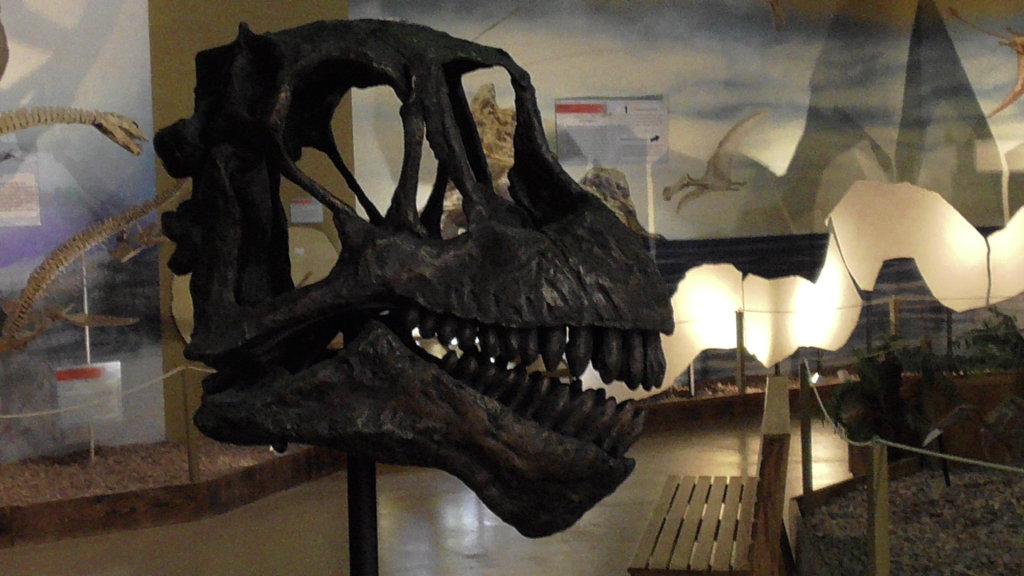 Camarasaurus head