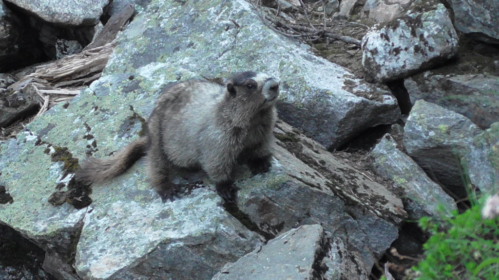 Marmot, Mount Revelstoke National Park, British Columbia