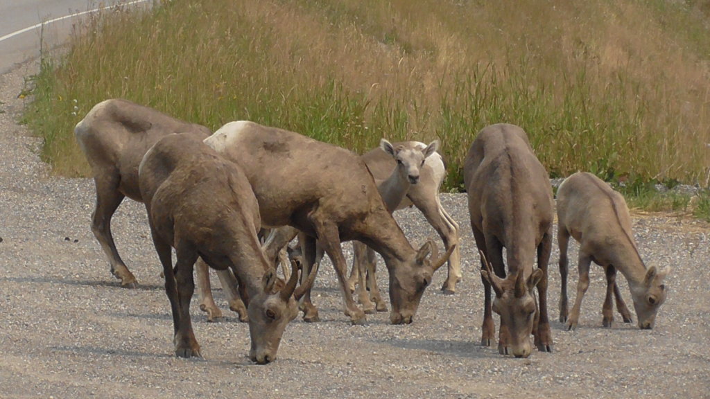 Mountain Sheep, Kootenay National Park, British Columbia
