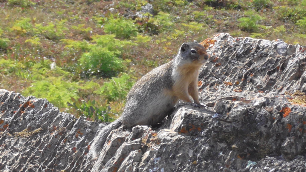 Ground squirrel, Sunshine Meadows, Banff National Park, Alberta