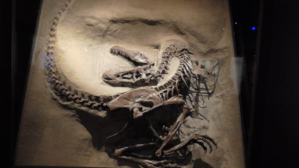 Gorgosaurus, Royal Tyrrell Museum