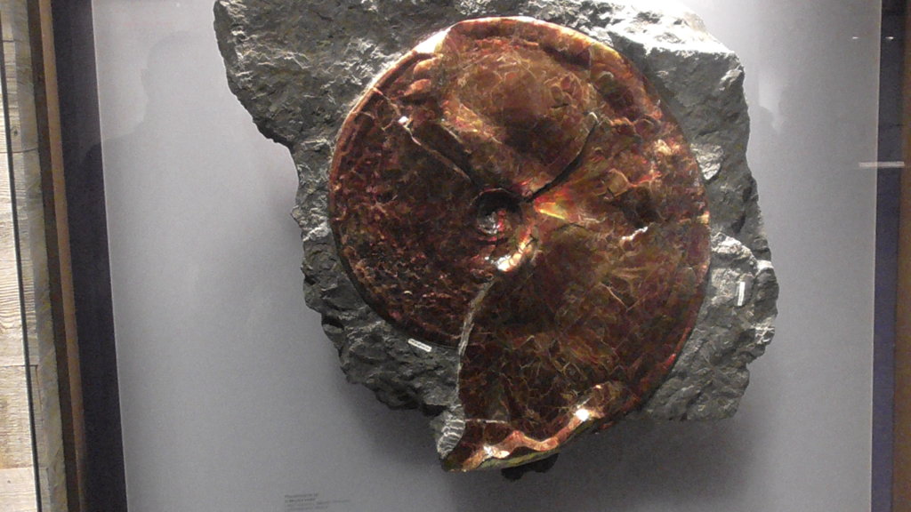 Ammonite, Royal Tyrrell Museum