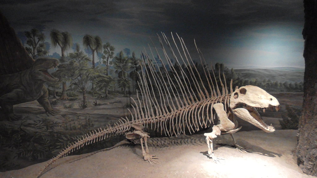 Dimetrodon, Royal Tyrrell Museum