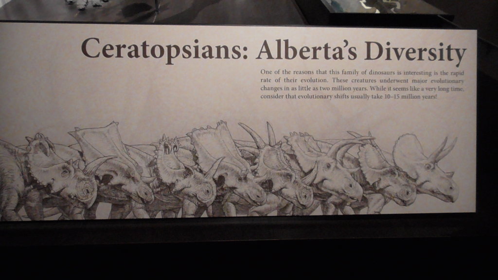 Ceratopsians, Royal Tyrrell Museum