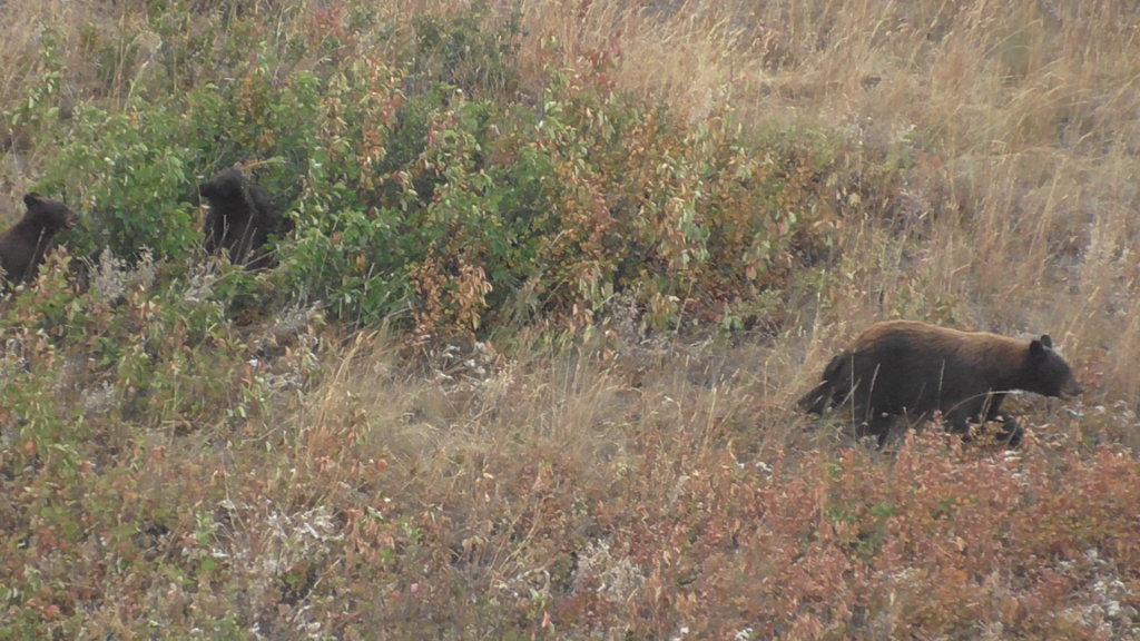 Black Bear with cubs, Waterton Lakes National Park, Alberta