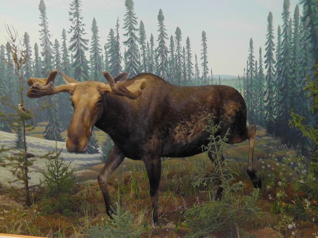 Moose, Royal Saskatchewan Museum, Regina, Saskatchewan