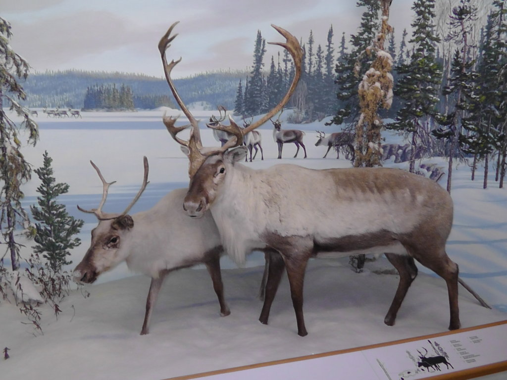 Caribou, Royal Saskatchewan Museum, Regina, Saskatchewan
