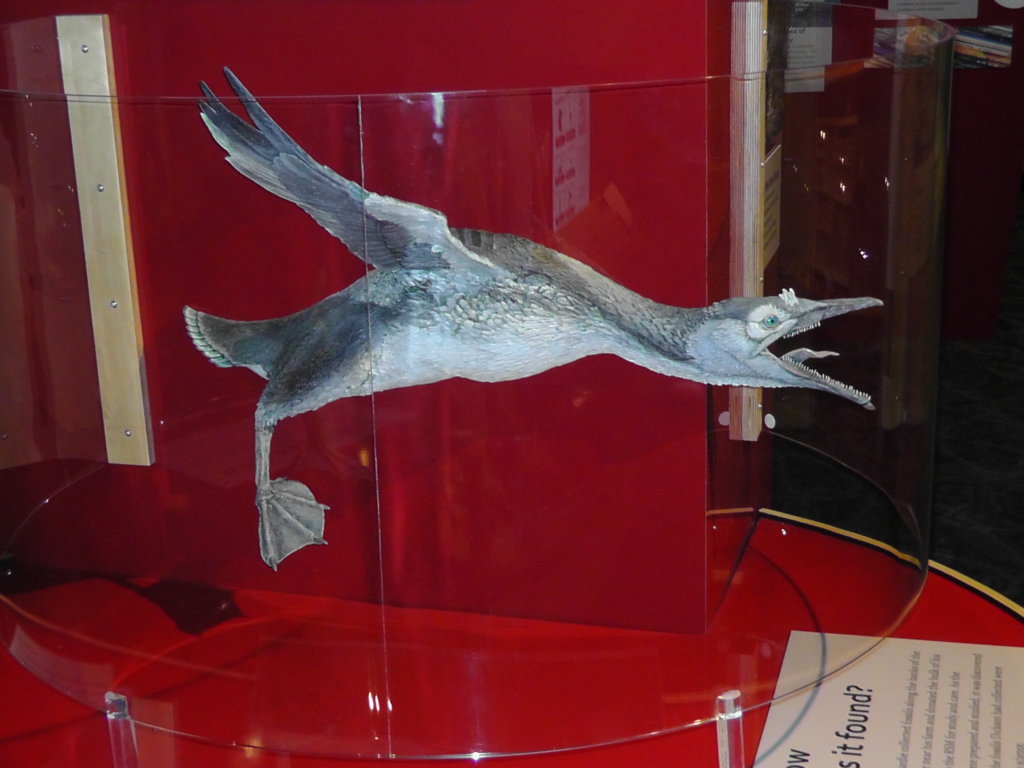 Cretaceous Bird (note teeth), Royal Saskatchewan Museum, Regina, Saskatchewan