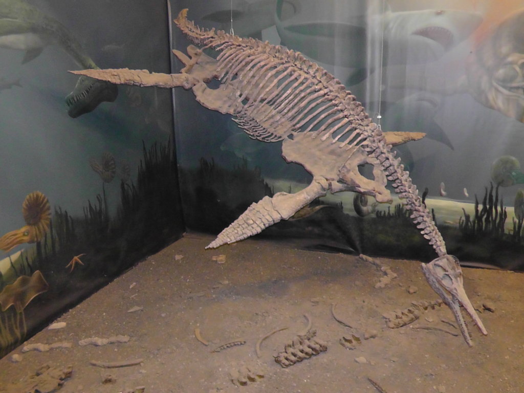 Short necked Plesiosaur, Canadian Fossil Discovery Center, Morden, Manitoba