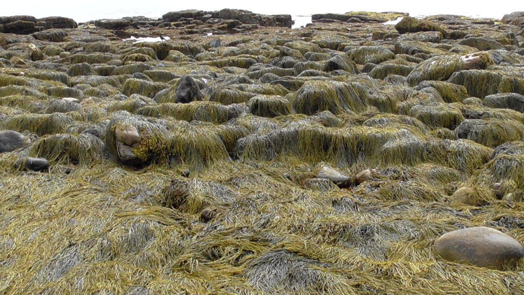 Seaweed at Natural Seawall, Acadia National Park, Maine