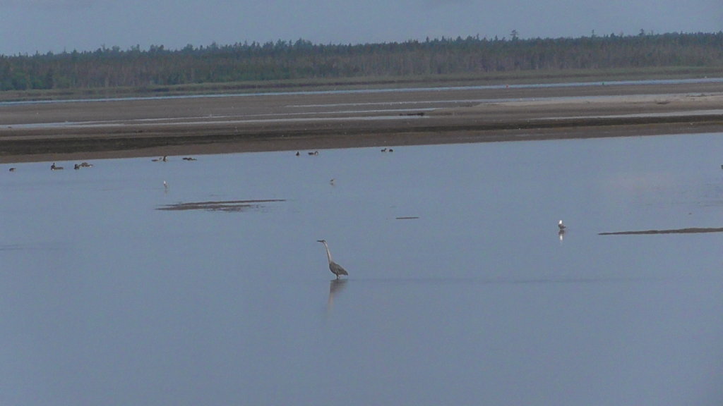 Shorebirds, Kouchibouguac National Park, New Brunswick