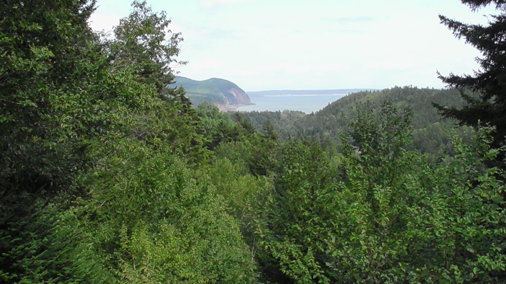 Where the forest meets the sea, Fundy National Park, New Brunswick