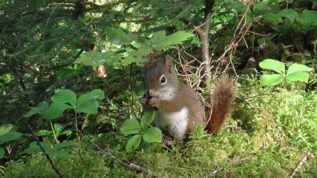 Red Squirrel, Old Growth Hemlock Forest, Kejimkujik National Park, Nova Scotia