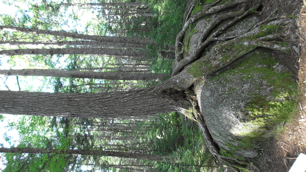 Old Growth Hemlock Forest, Kejimkujik National Park, Nova Scotia