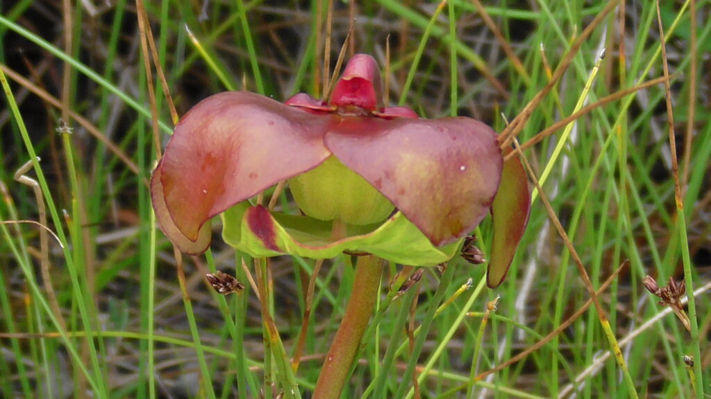 Pitcher Plant Flower, Tablelands, Gros Morne National Park