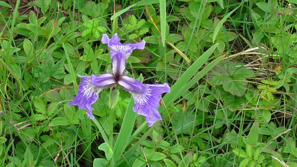Blue Flag Iris, Labrador