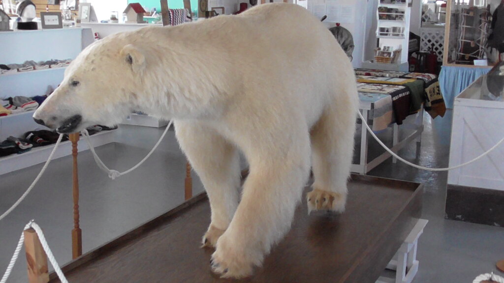 Polar bear shot in Twillingate