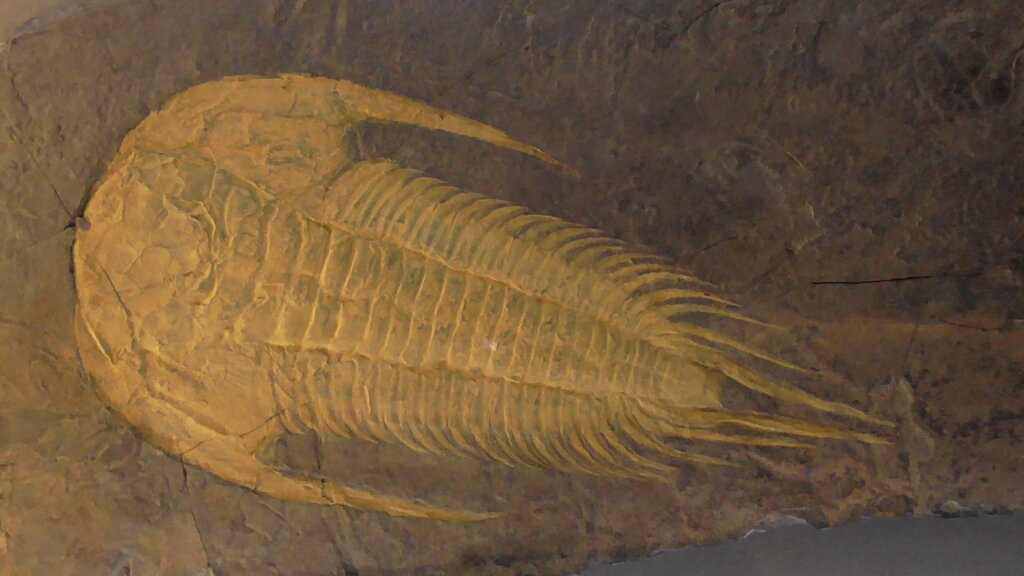 Trilobite fossil covered with limonite